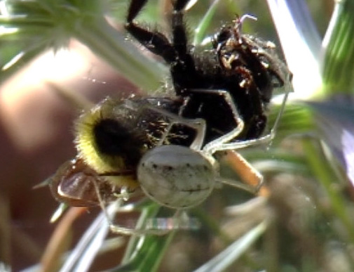 Fam. Theridiidae, Gran Sasso, Appennines, 8 Aug 2016. Provided by Paolo to children for didactics (video hd)